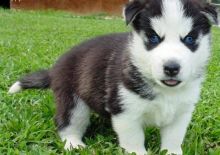 11 week old Siberian husky puppy READY !! contact (724) 997-1284