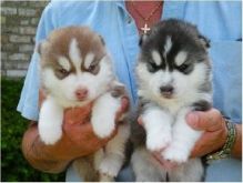 Excellent two Siberian husky Puppies For GoodHomes (724) 997-1284