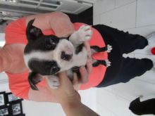 Exceptional Pedigree Boston Terrier Pups for rehoming