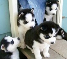 FREE Blue-Eyed, Black and white Siberians Huskys puppies! (724) 997-1284