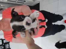 Gorgeous Reg Boston Terrier puppies Ready Now