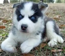 Marvelous male and female Siberian Husky puppies for adoption.