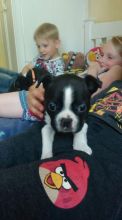 Stunning Black And White Male Boston Terrier puppy