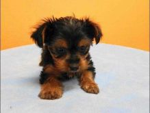 Teacup Yorkies Puppy for Sale