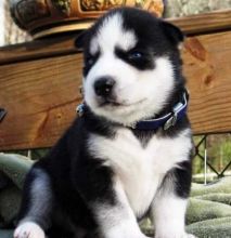 We have a male Siberian Husky puppy!! contact (724) 997-1284