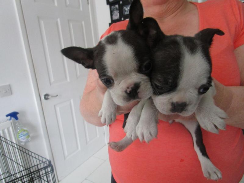 Healthy-outstanding Pedigree Boston Terrier Puppies for rehoming Image eClassifieds4u