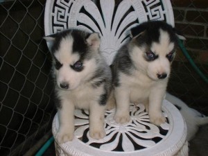 Looking to rehome my full blooded Siberian husky puppies now Image eClassifieds4u