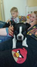 Extremely cute male and female Boston Terrier puppies now available. Image eClassifieds4U