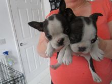 Healthy-outstanding Pedigree Boston Terrier Puppies for rehoming Image eClassifieds4U