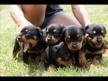 Top quality Rottweiler puppies(100% Purebred) Txt (610) 973-7026 Image eClassifieds4U