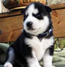 We have a male Siberian Husky puppy!! contact (724) 997-1284 Image eClassifieds4u 1