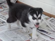 We have a male Siberian Husky puppy!! contact (724) 997-1284 Image eClassifieds4u 2