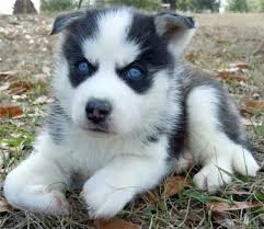 Sweet Siberian husky puppies(male and female) Image eClassifieds4u