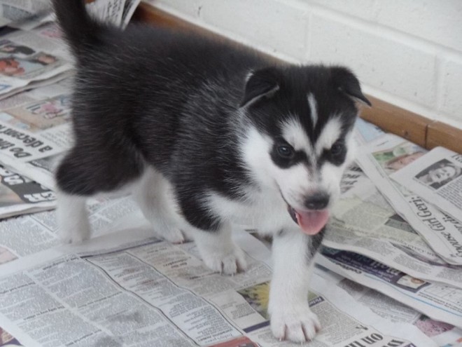 We have a male Siberian Husky puppy!! contact (724) 997-1284 Image eClassifieds4u