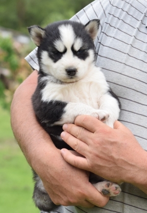We have a male Siberian Husky puppy!! contact (724) 997-1284 Image eClassifieds4u