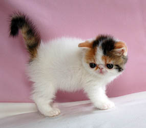 Welcoming Male & Female Himalayan Kittens Image eClassifieds4u