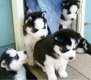 Wow!!! 100% purebred Siberian husky puppies.(724) 997-1284 Image eClassifieds4u