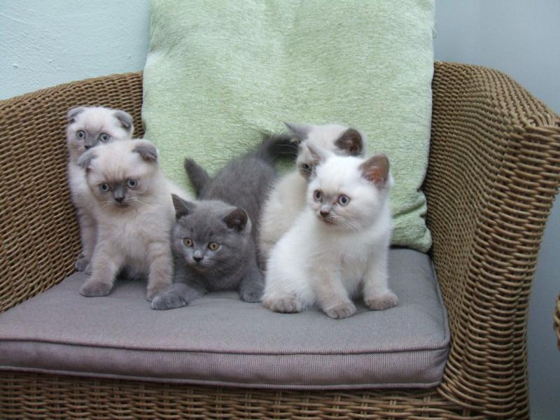 Seal point rare color Exclusive Scottish Fold Kittens,Txt only via (901) x 213 x 8747 Image eClassifieds4u