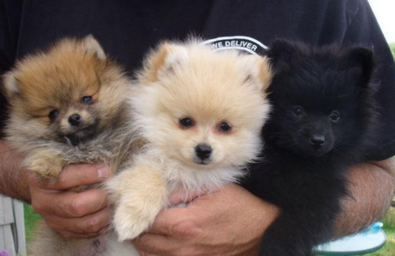 View Image 1 for wonderful litter of 5 pomeranian puppies for sale