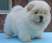 3 chow chow pups (2 females and 1 males) ready Txt only via (530) x 522 x 8115
