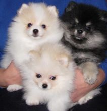 4 Pom puppies. They are great dogs,Txt only via (302) x 514 x 8078