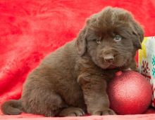 Ckc Male and Female Newfoundland Puppies Now Ready