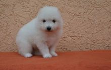 Samoyed Puppies For Adoption