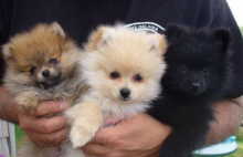 wonderful litter of 5 pomeranian puppies for sale ,Txt only via (302) x 514 x 8078