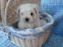 1beautifull Maltese Baby Girl Left Lilly And Alby