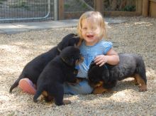 2 Playful and Affectionate Rottweiler Puppies Available,Txt only via (786) x 322 x 6546