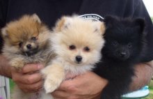 3 beautiful Pomeranian female puppies,Txt only via (302) x 514 x 8078