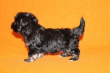 Adorable Havanese Babies Text Us At (725) 465-1723