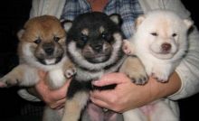 Adorable Shiba Inu puppies. They are 12 weeks old,