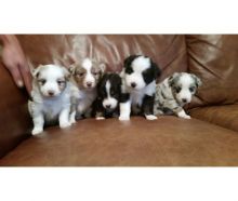 AKC registered. Australian Shepherd Males and females. Blue Merle's and a red tri. Txt only via (786