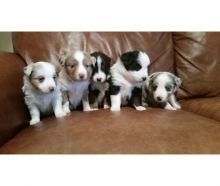 Australian Shepherd Black Tri male & Female Pups. Txt only via (786) x 322 x 6546