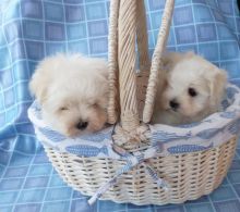 Cute And Cuddly Maltese Puppies