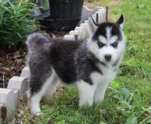 dsdfwfddfsfsfdsfd Blue Eyes Siberian Husky Puppies Available now