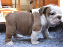 English Bulldog Puppies Available Text Us At (725) 465-1723