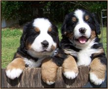 ethical Bernese Mountain Dog - Interchampion's puppies ,Txt only via (786) xx 322 xx 6546