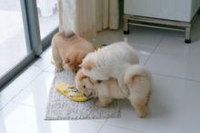 Well Trained chow chow m/f puppies. Txt only via (530) x 522 x 8115