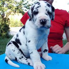 Friendly Great Dane, home and potty trained.Txt only via (901) x 213 x 8747