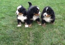 Gorgeous Bernese Mountain Dog Puppies,Well Trained Txt only via (786) xx 322 xx 6546