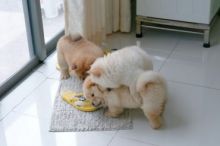 Gorgeous Cream and black Chow Chow Puppies for sale Txt only via (530) x 522 x 8115