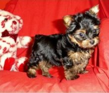 They are purebred Yorkie//k.ellyj.eronica1@gmail.com