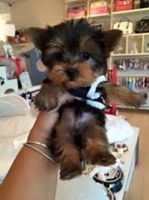 Male and Female Yorkie Puppies/kellyj.eronica1@gmail.com