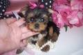 Very Tiny Teacup Yorkie Puppies Now Available/k.ellyj.eronica1@gmail.com