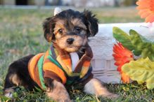 Friendly Yorkie Puppies for Re-homing//k.ellyj.eronica1@gmail.com