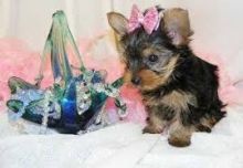 Healthy Yorkie Pups//k.ellyj.eronica1@gmail.com