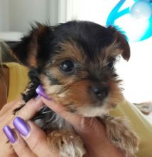 Lovely Toy-Size Yorkshire Terrier Puppies/k.ellyj.eronica1@gmail.com