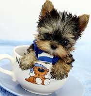 Charming Teacup Yorkie Pups//k.ellyj.eronica1@gmail.com